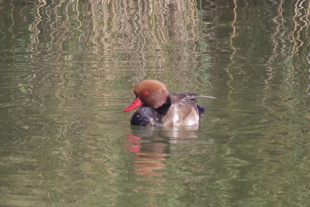 Red-crested Pochard - ML625202106