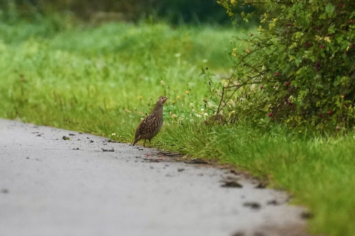 Gray Partridge - ML625202137