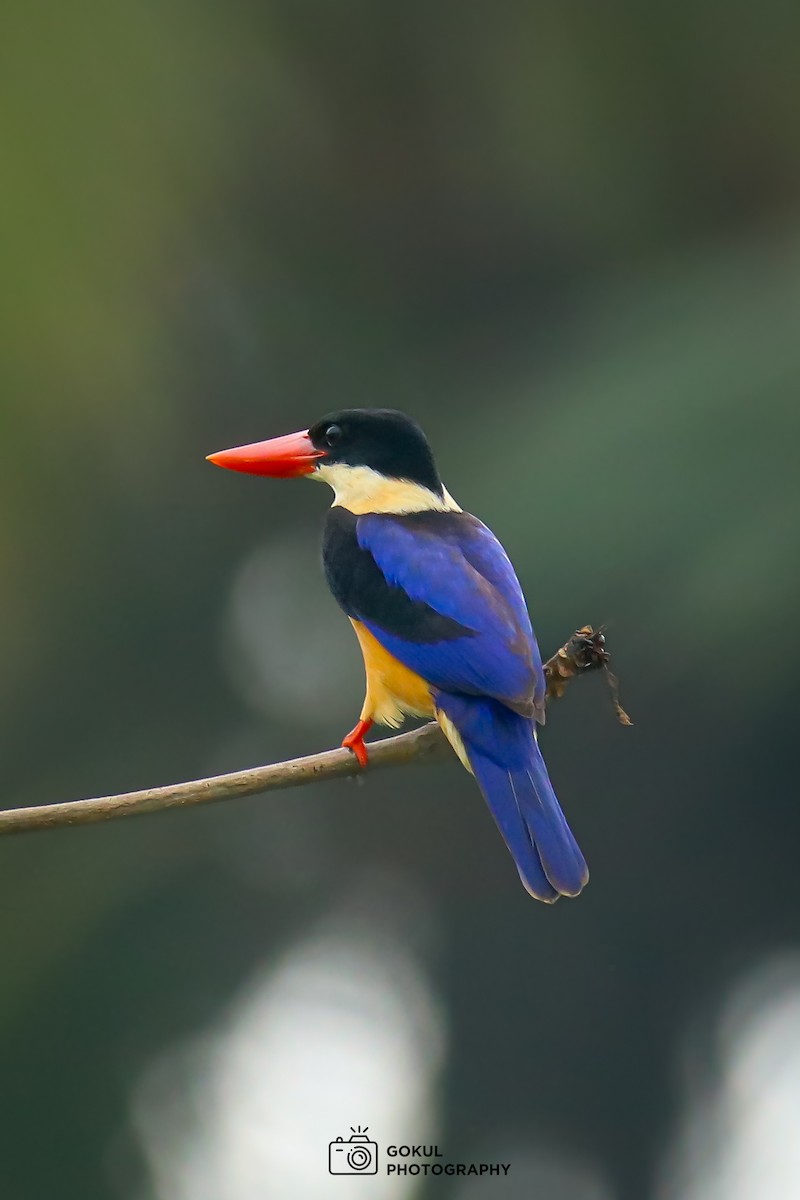 Black-capped Kingfisher - ML625202158