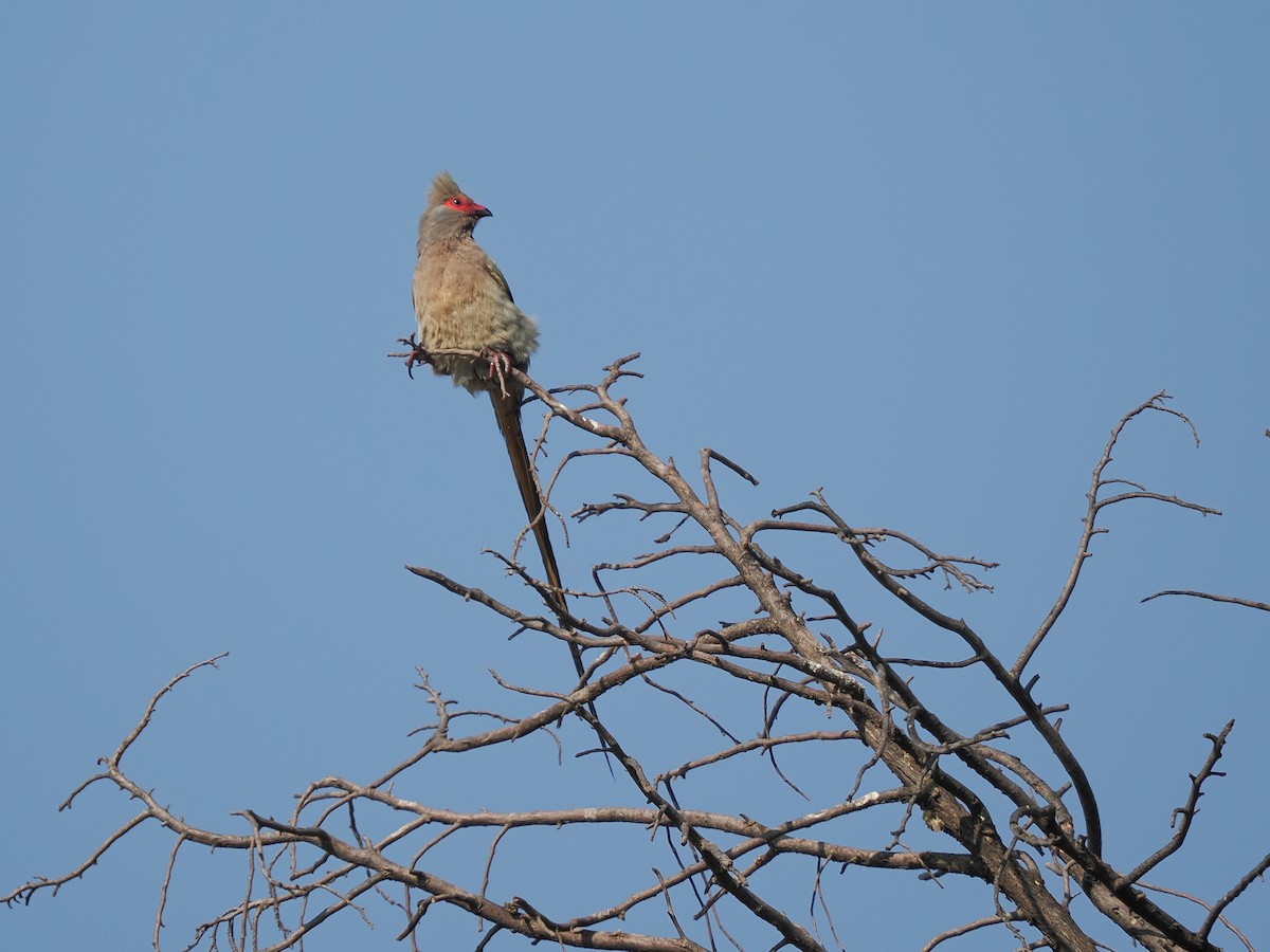 Red-faced Mousebird - ML625202186