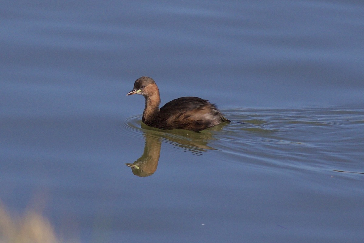 Little Grebe - ML625202197