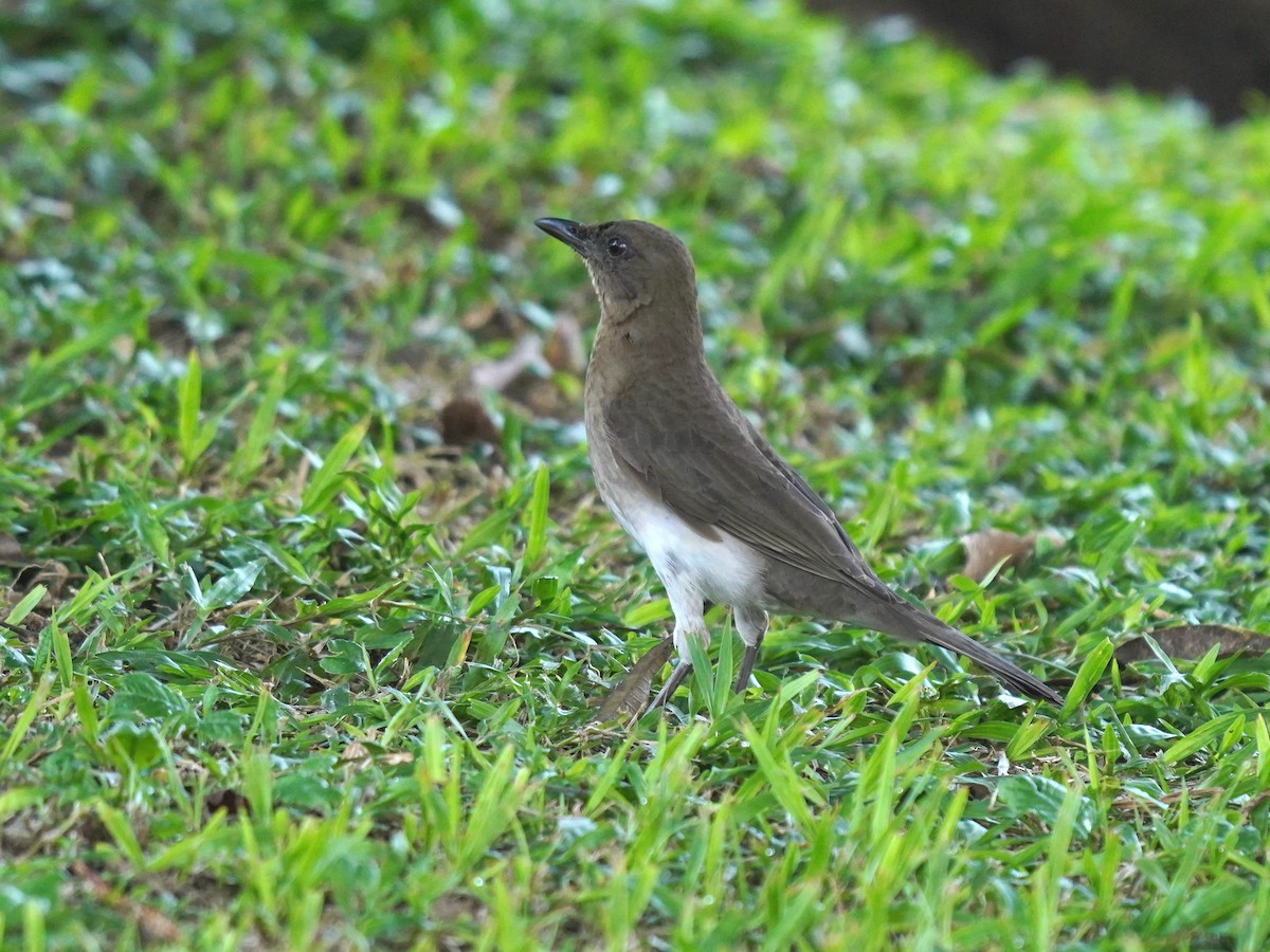 Black-billed Thrush - ML625202333