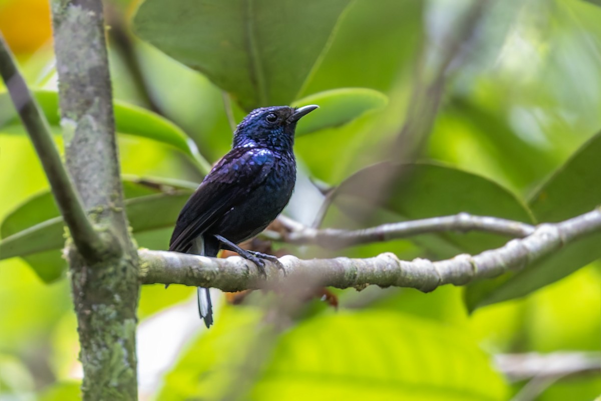 Natewa Silktail - ML625202372