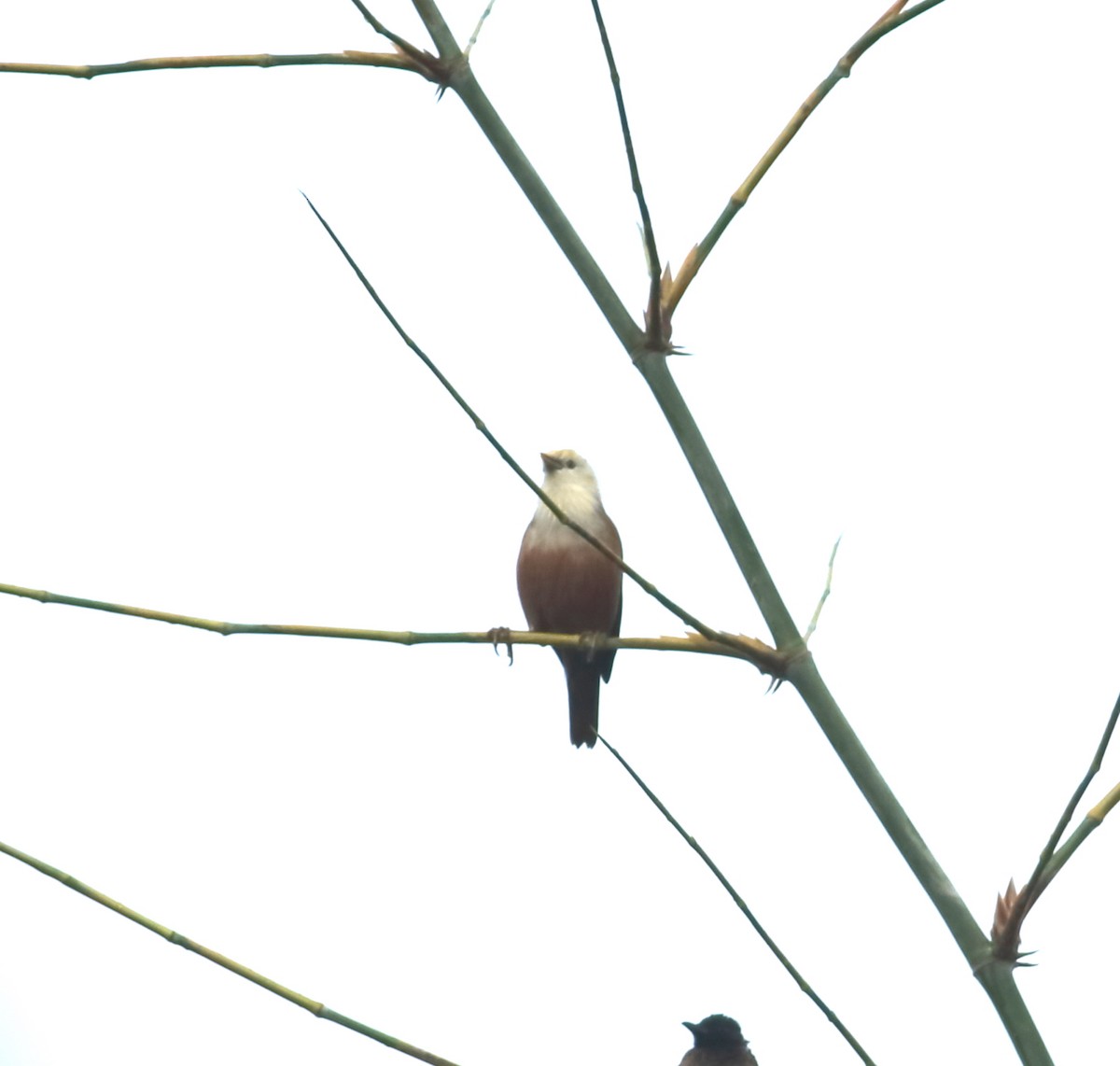 Malabar Starling - ML625202405