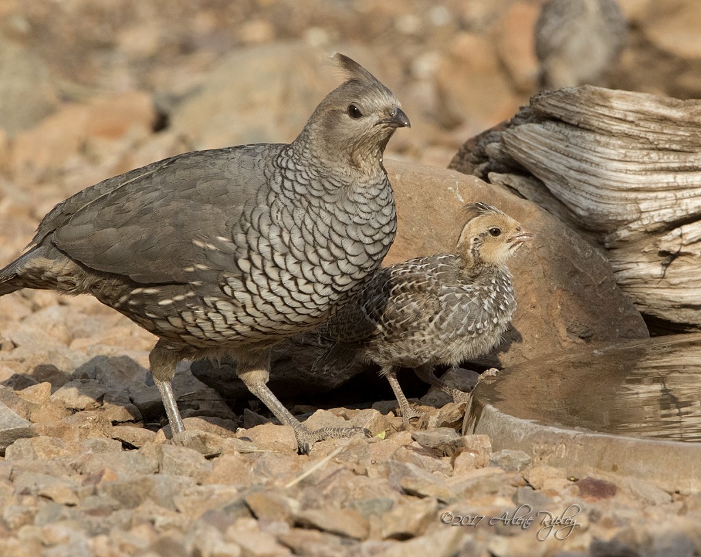 Scaled Quail - Arlene Ripley