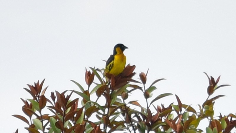Black-chinned Weaver - ML625202448