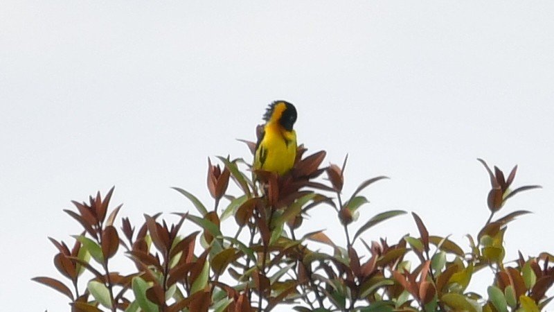 Black-chinned Weaver - ML625202452