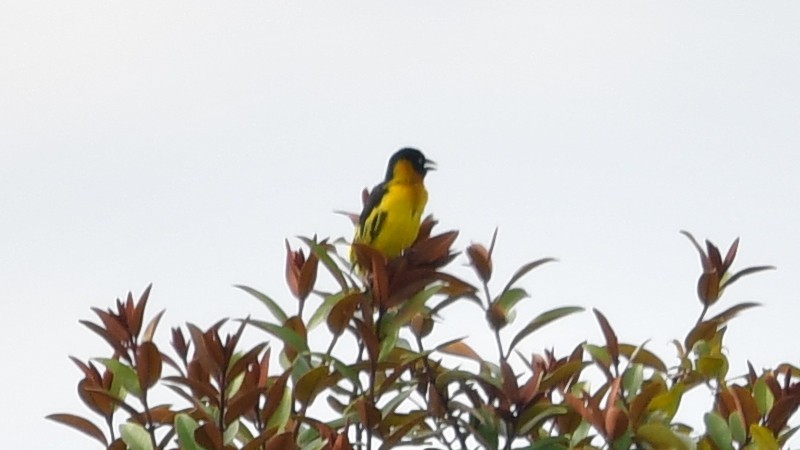 Black-chinned Weaver - ML625202455