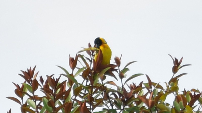Black-chinned Weaver - ML625202470