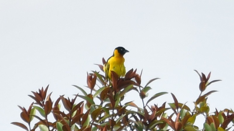 Black-chinned Weaver - ML625202477