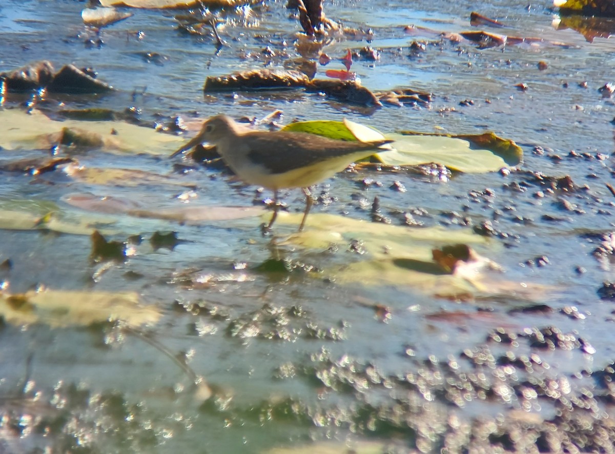 Solitary Sandpiper - Dalen Simmons