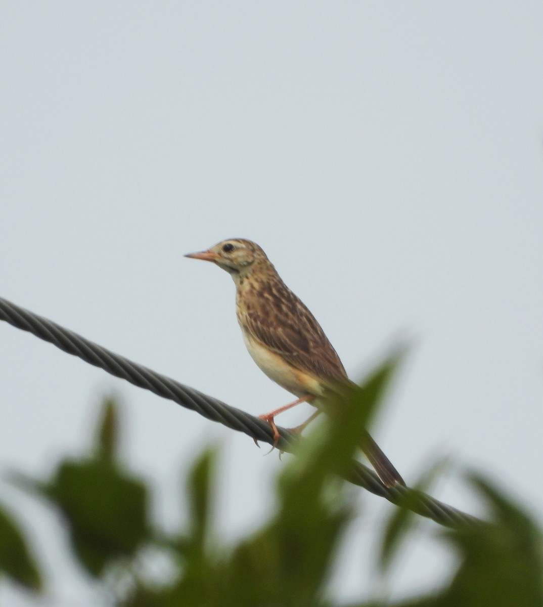 Richard's Pipit - ML625202569