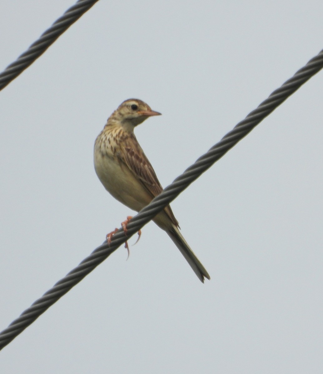 Richard's Pipit - ML625202570