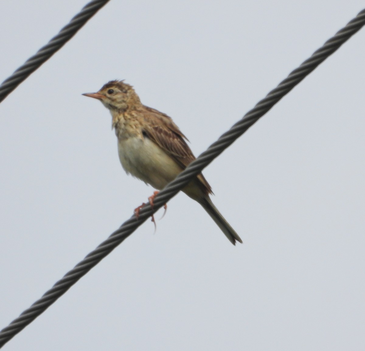 Richard's Pipit - ML625202571