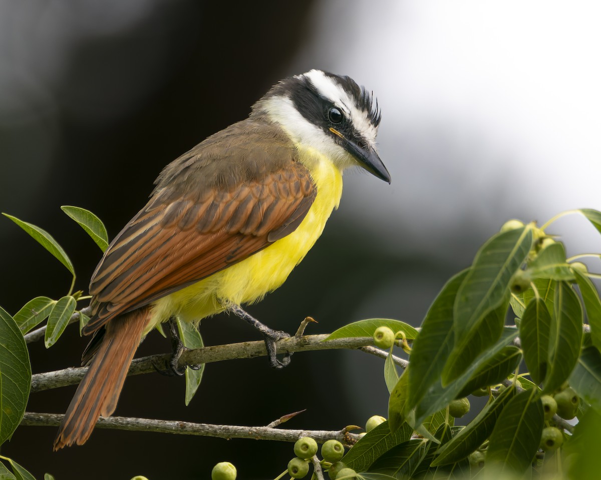 Great Kiskadee - ML625202586