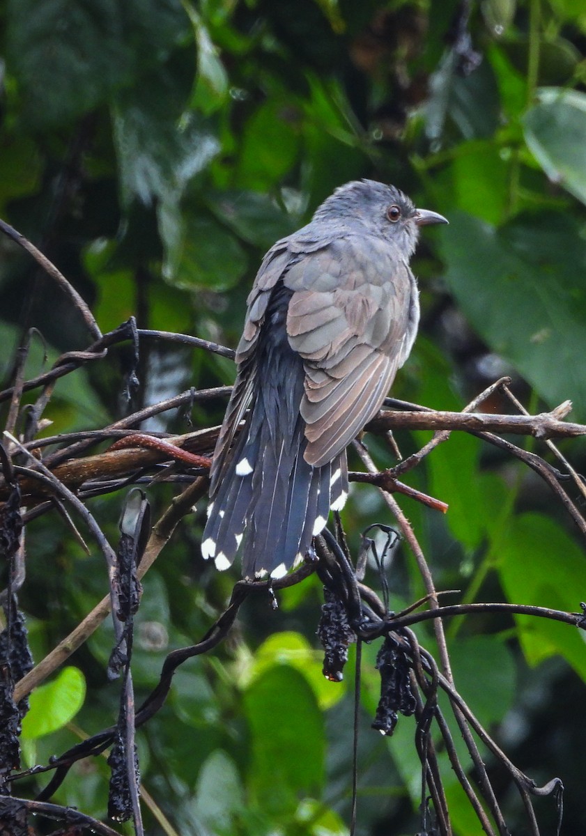 Gray-bellied Cuckoo - ML625202605