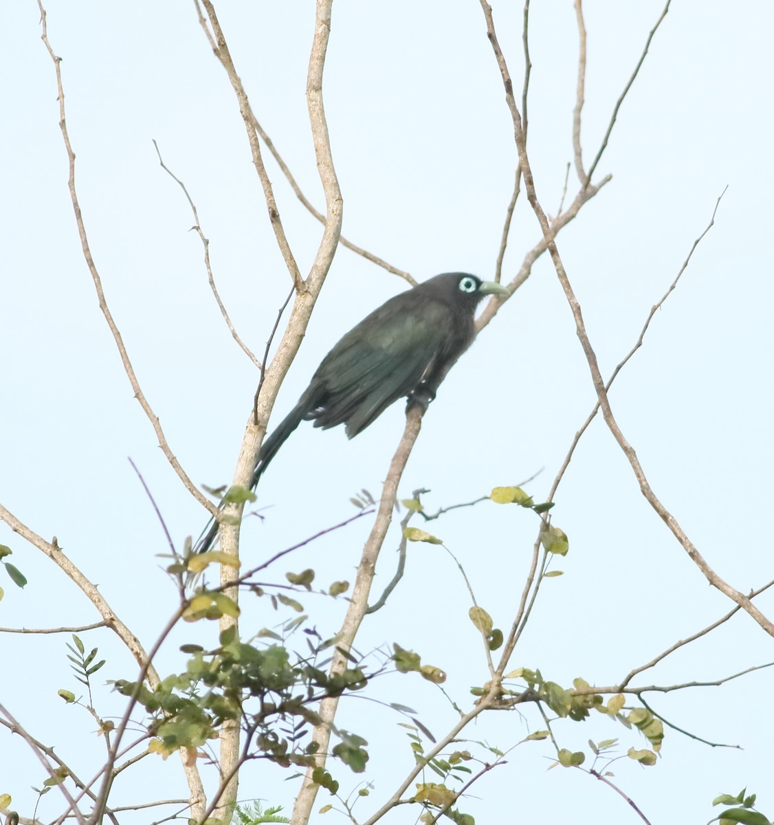 Blue-faced Malkoha - ML625202634