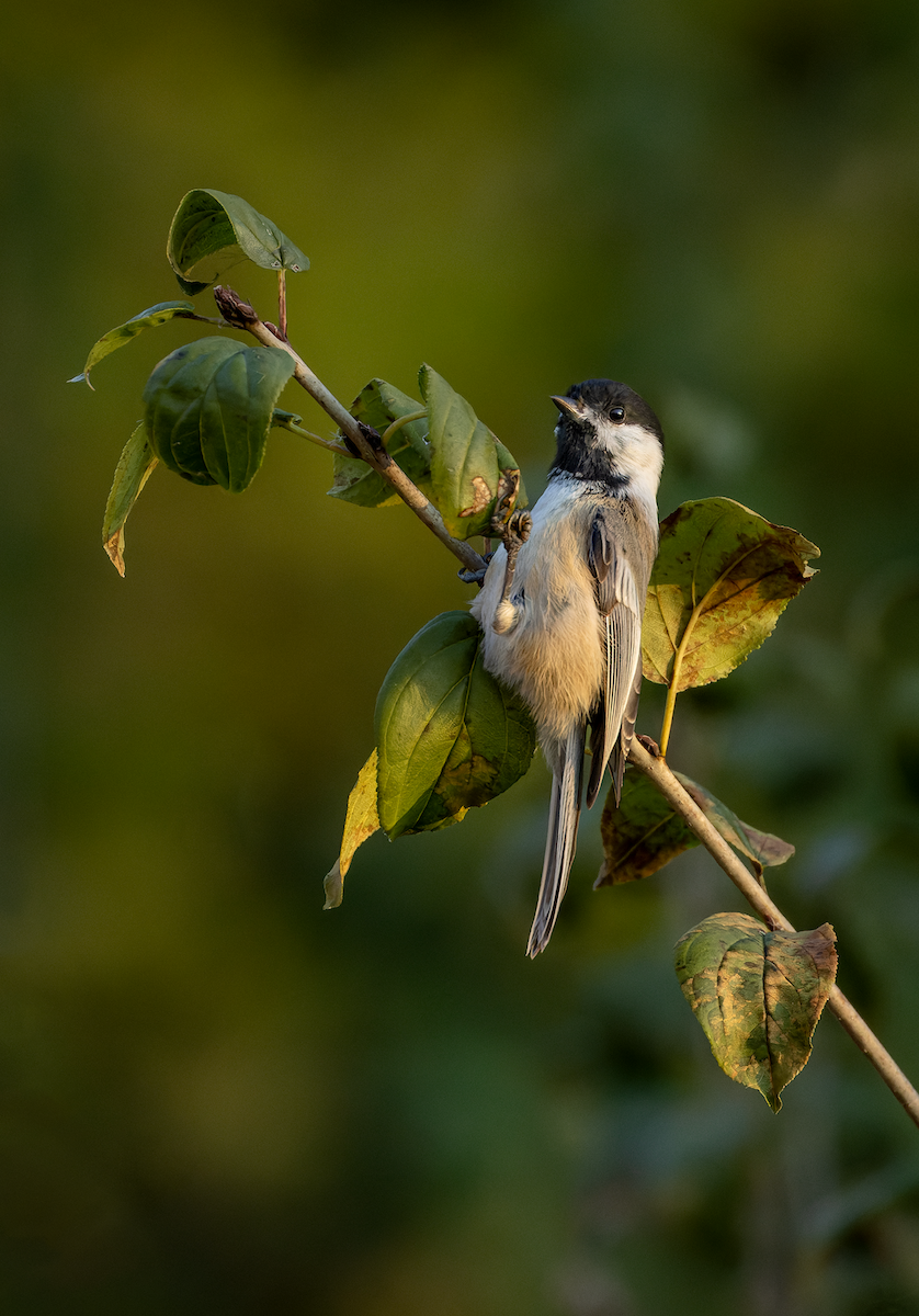 Black-capped Chickadee - ML625202636