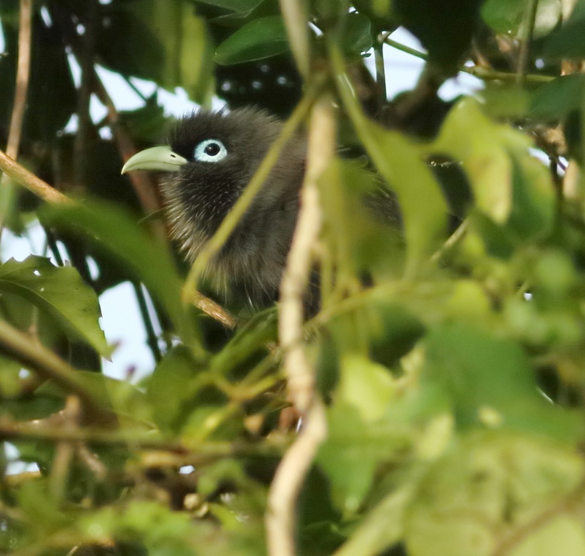 Blue-faced Malkoha - ML625202638