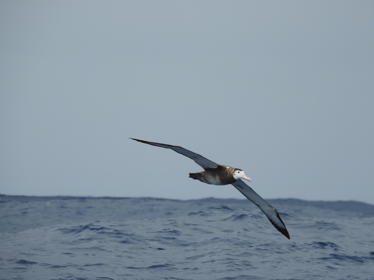 Antipodean Albatross (Gibson's) - ML625202643