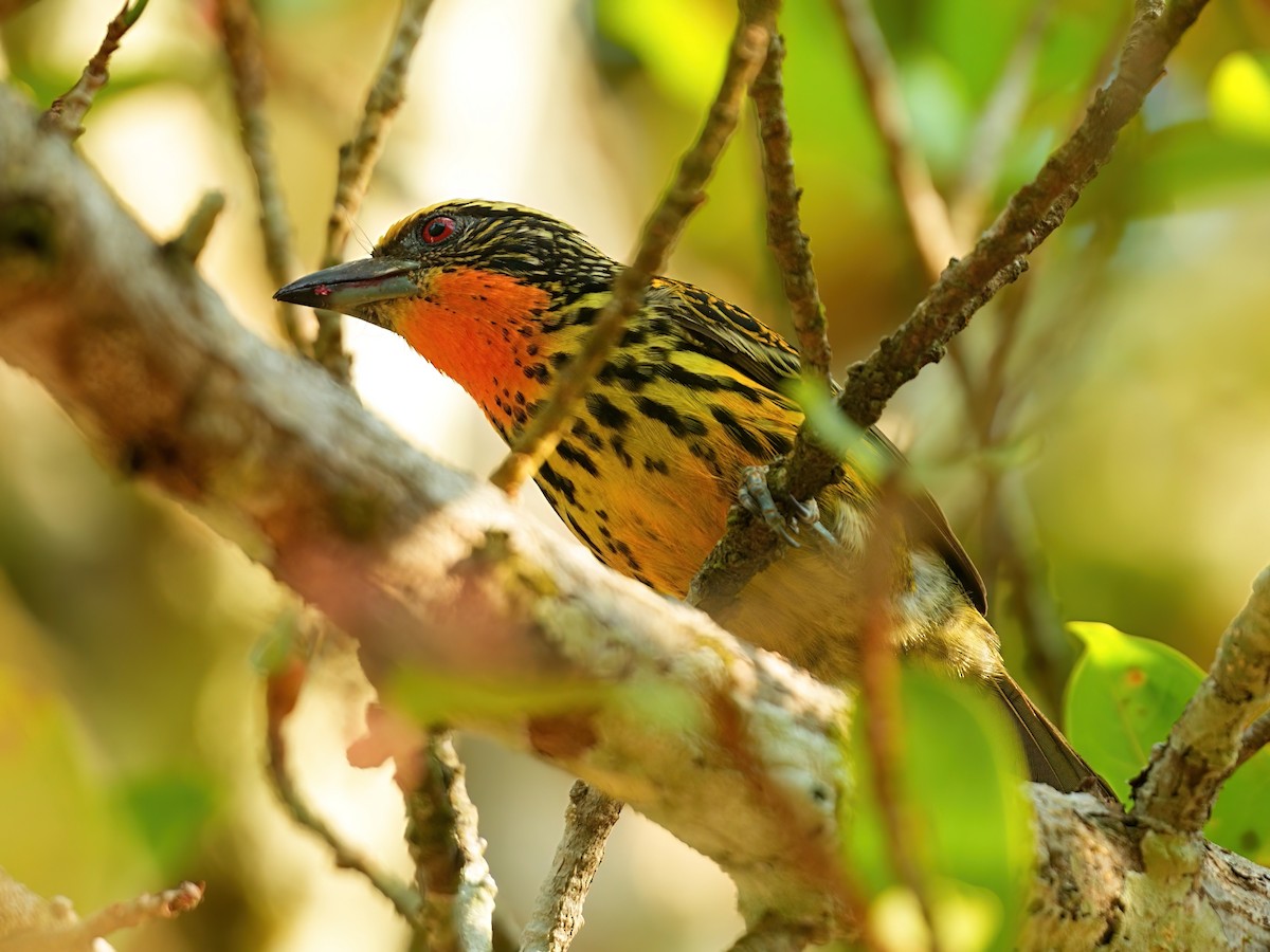 Gilded Barbet - ML625202764