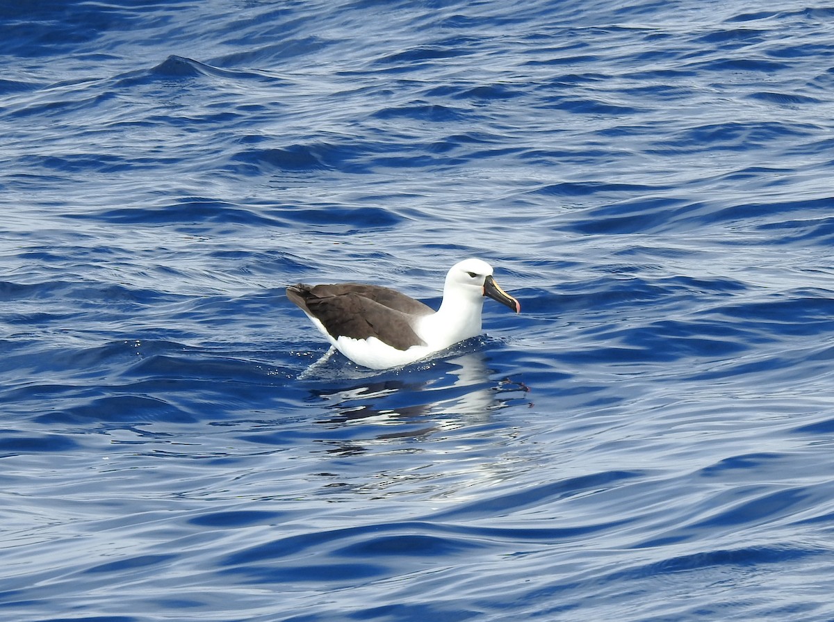 Indian Yellow-nosed Albatross - ML625202768