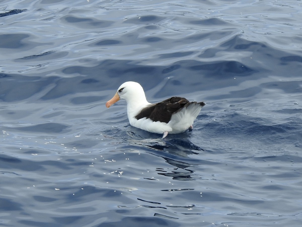 Black-browed Albatross (Campbell) - ML625202798