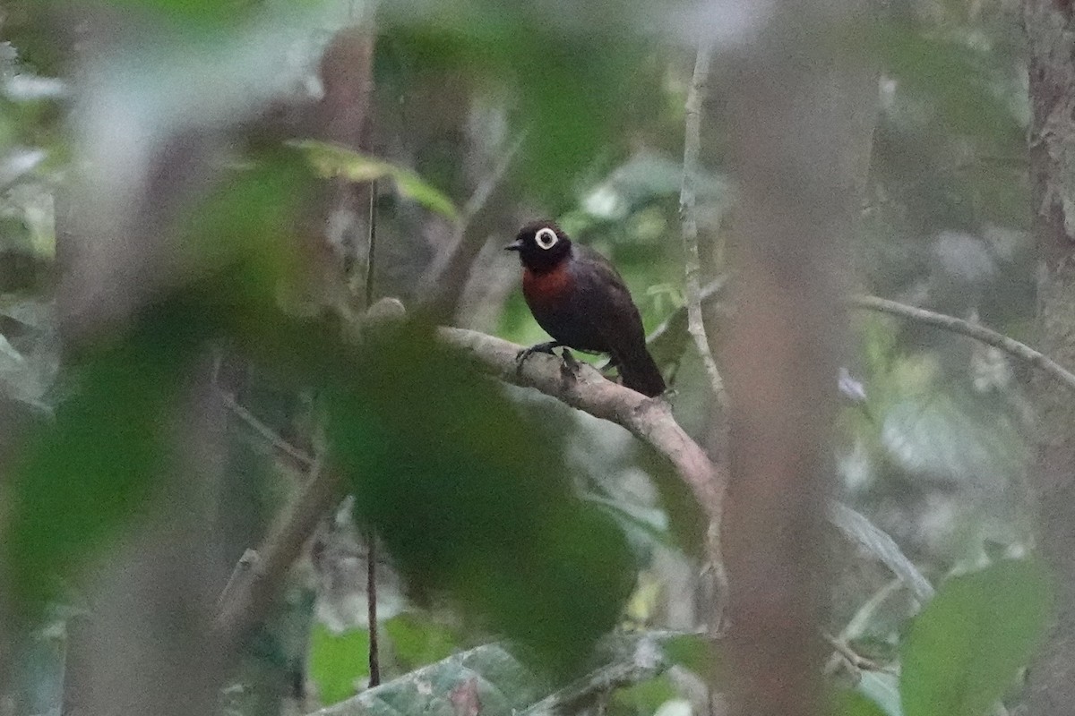 Harlequin Antbird - ML625202924