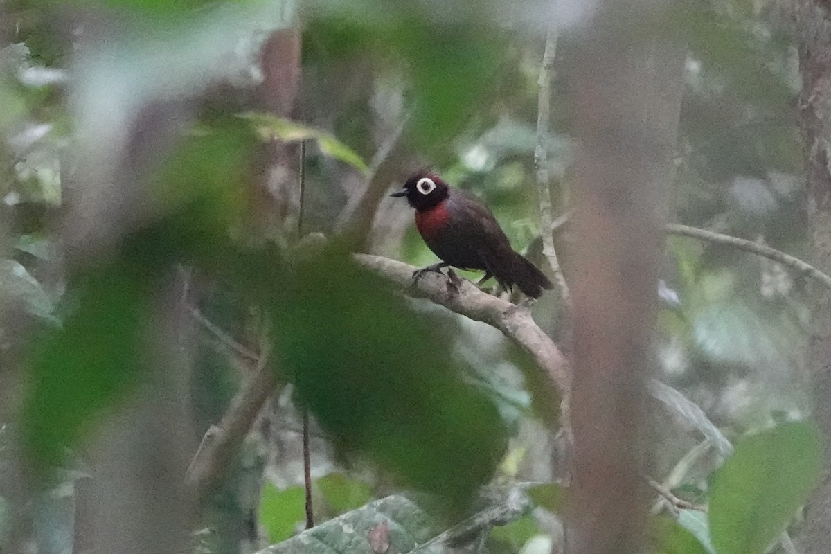 Harlequin Antbird - ML625202928