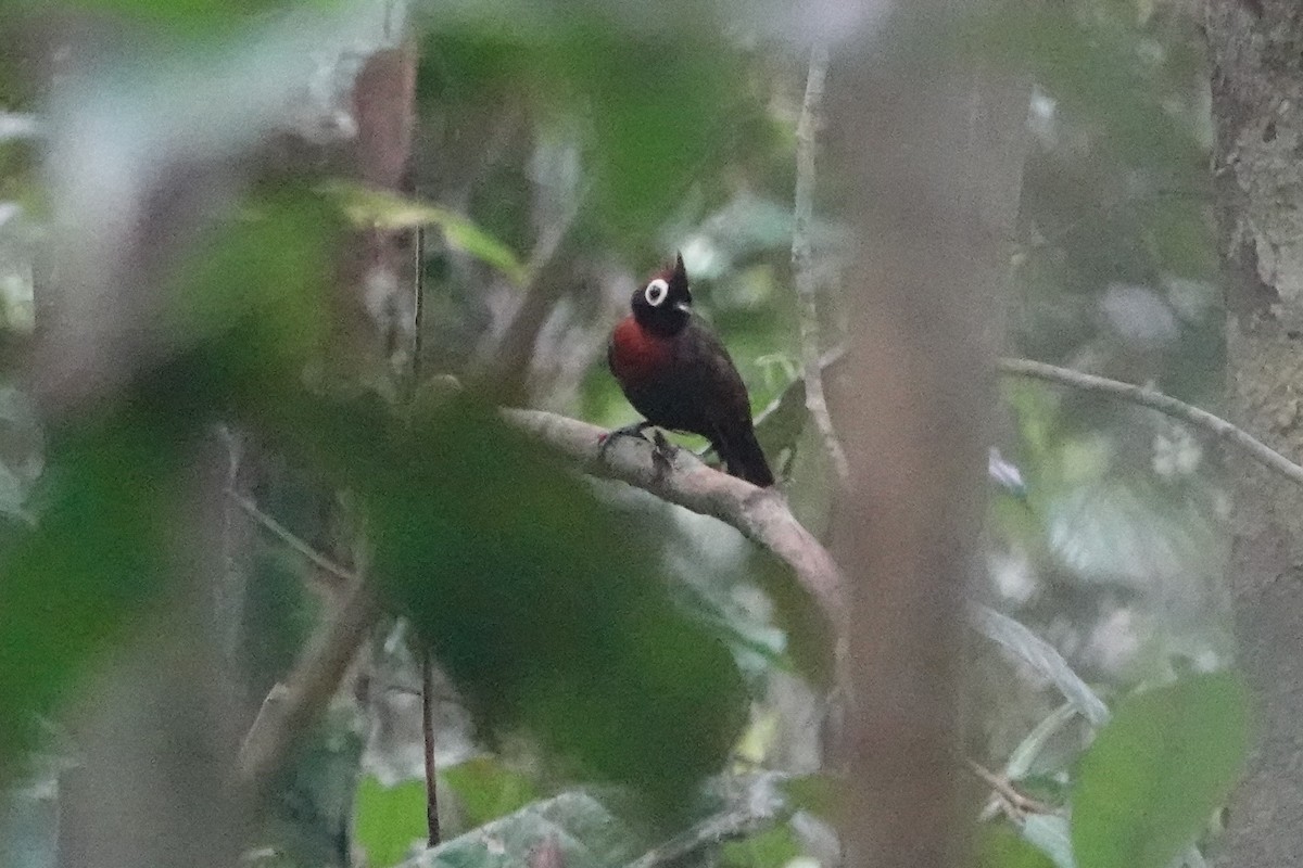 Harlequin Antbird - ML625202938