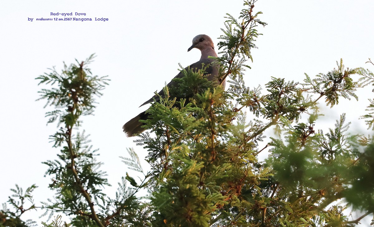 Red-eyed Dove - ML625202942