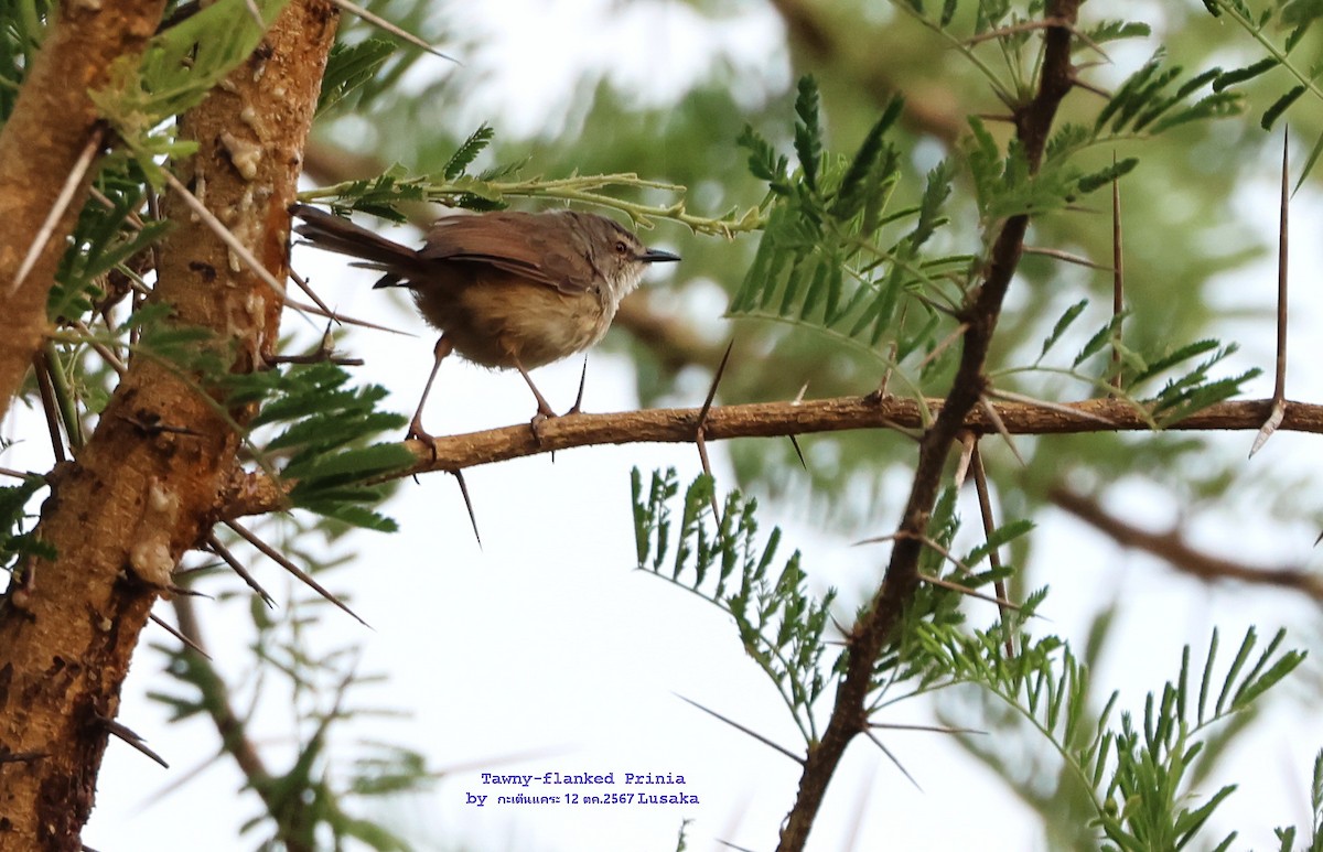 Tawny-flanked Prinia - ML625202955