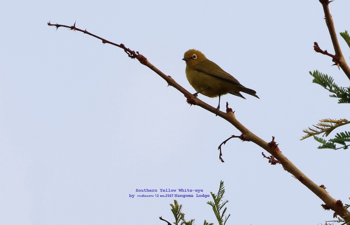 Southern Yellow White-eye - ML625202969