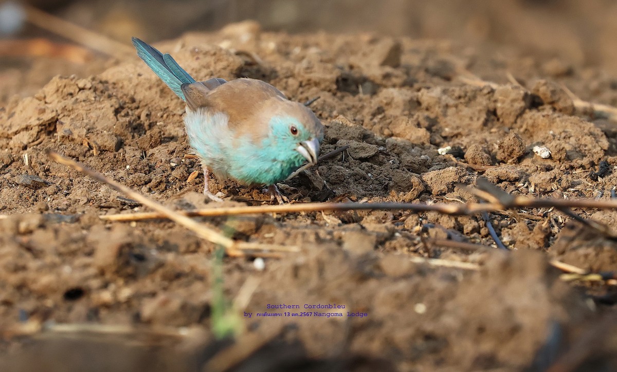 Southern Cordonbleu - ML625203008