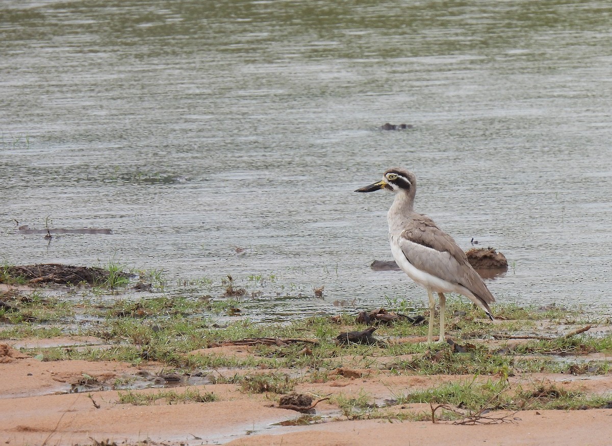 Great Thick-knee - ML625203019