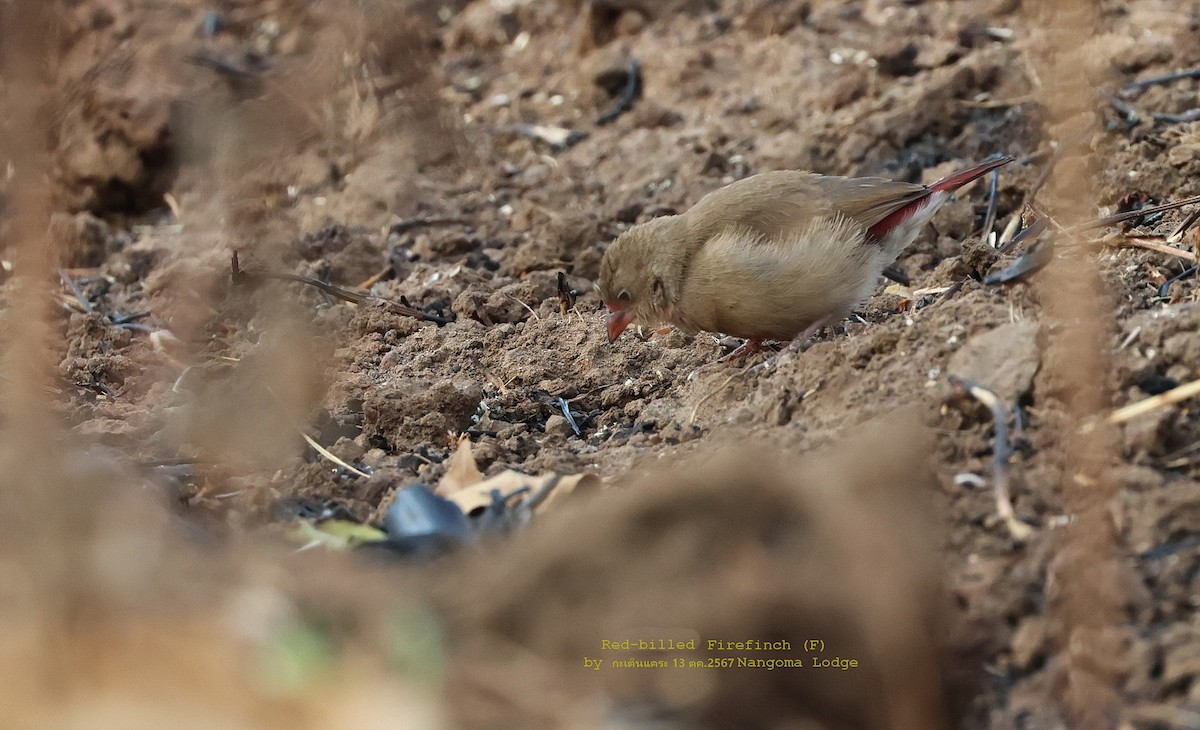 Red-billed Firefinch - ML625203026