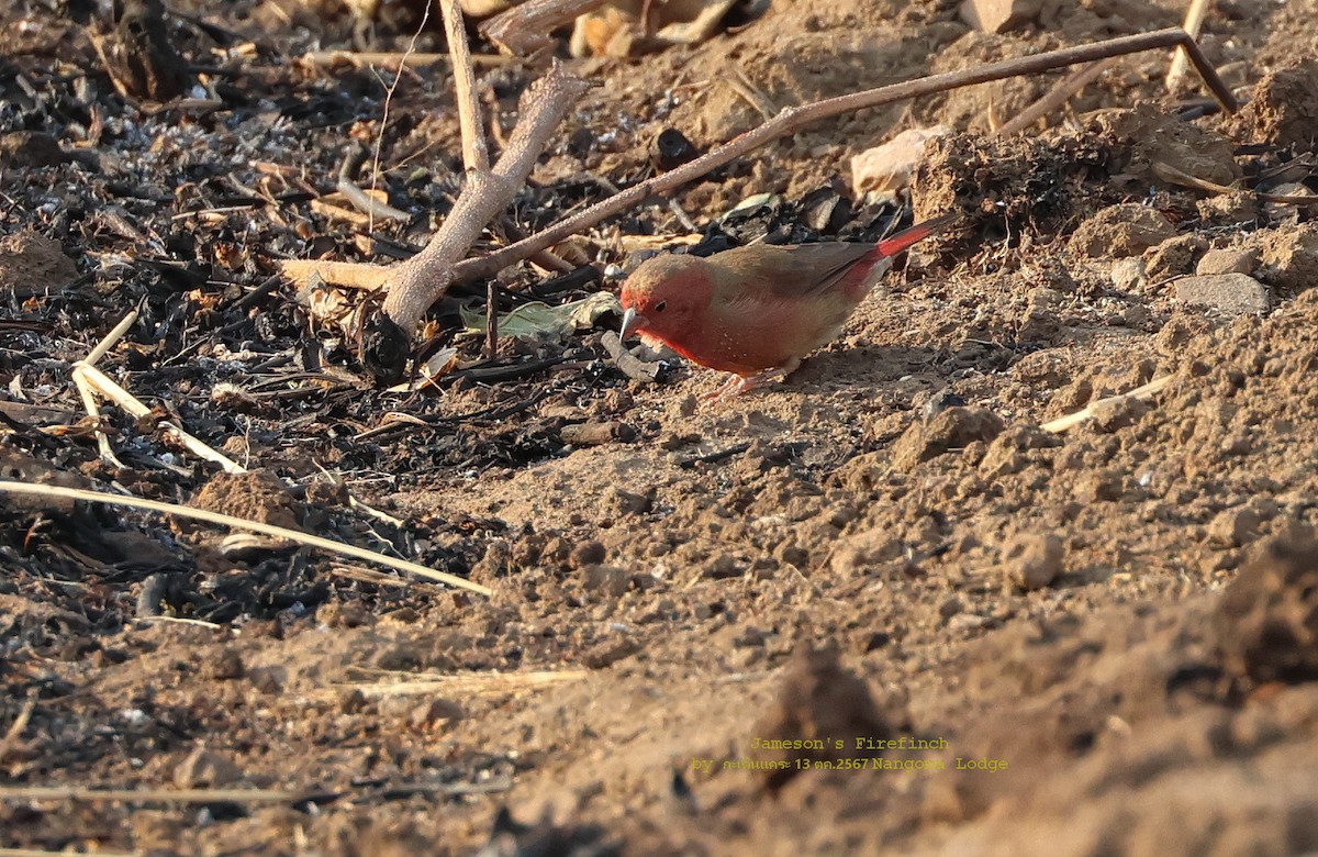 Jameson's Firefinch - Argrit Boonsanguan