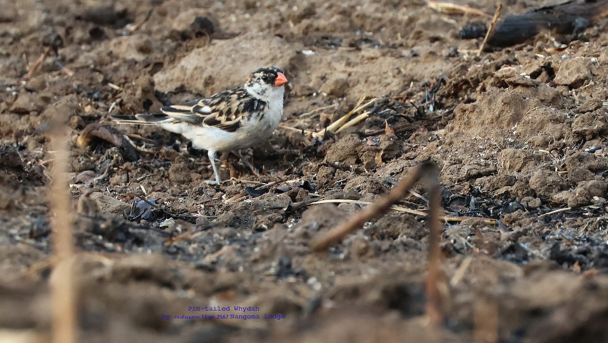 Pin-tailed Whydah - ML625203042