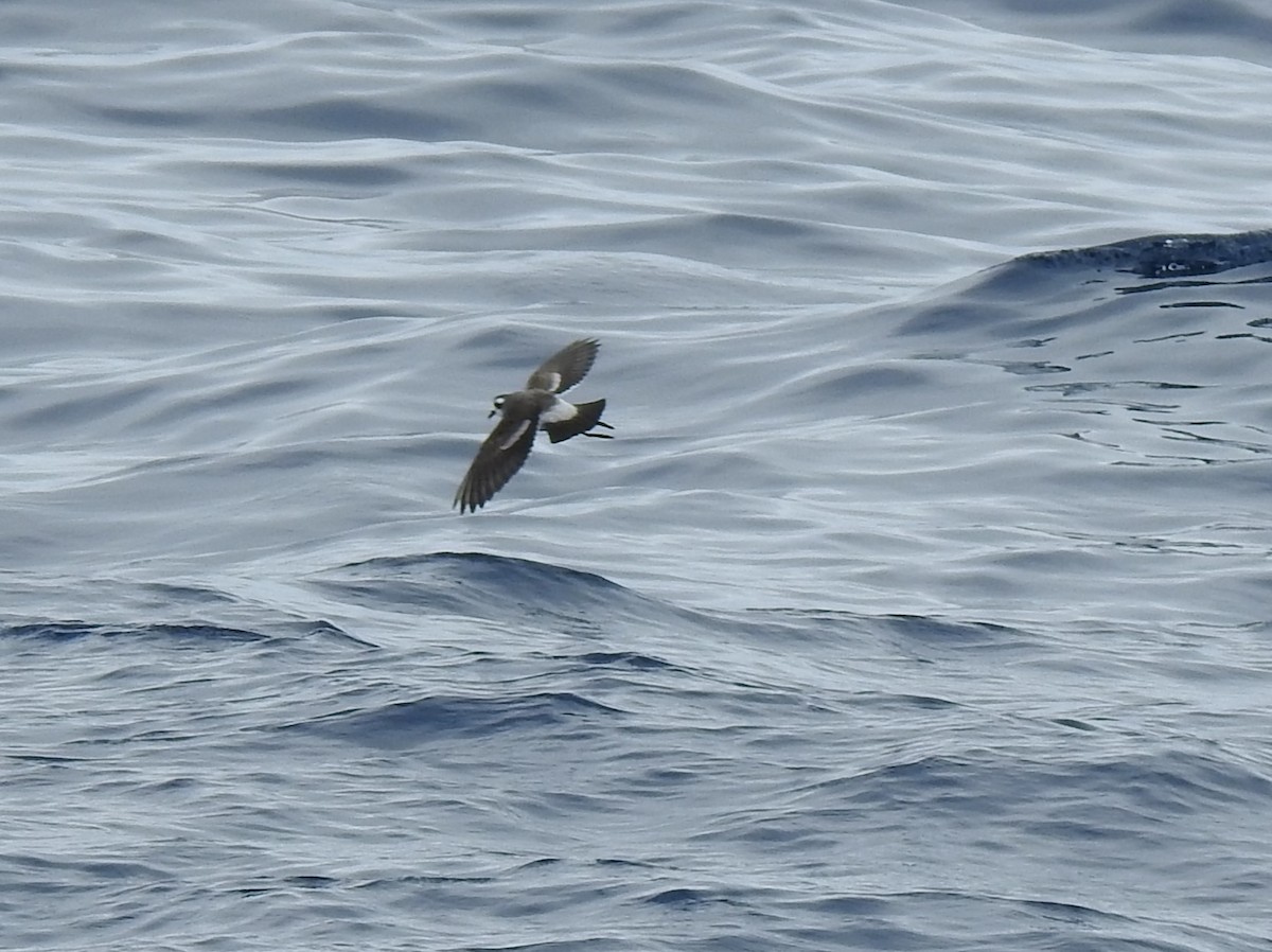 White-faced Storm-Petrel - ML625203115