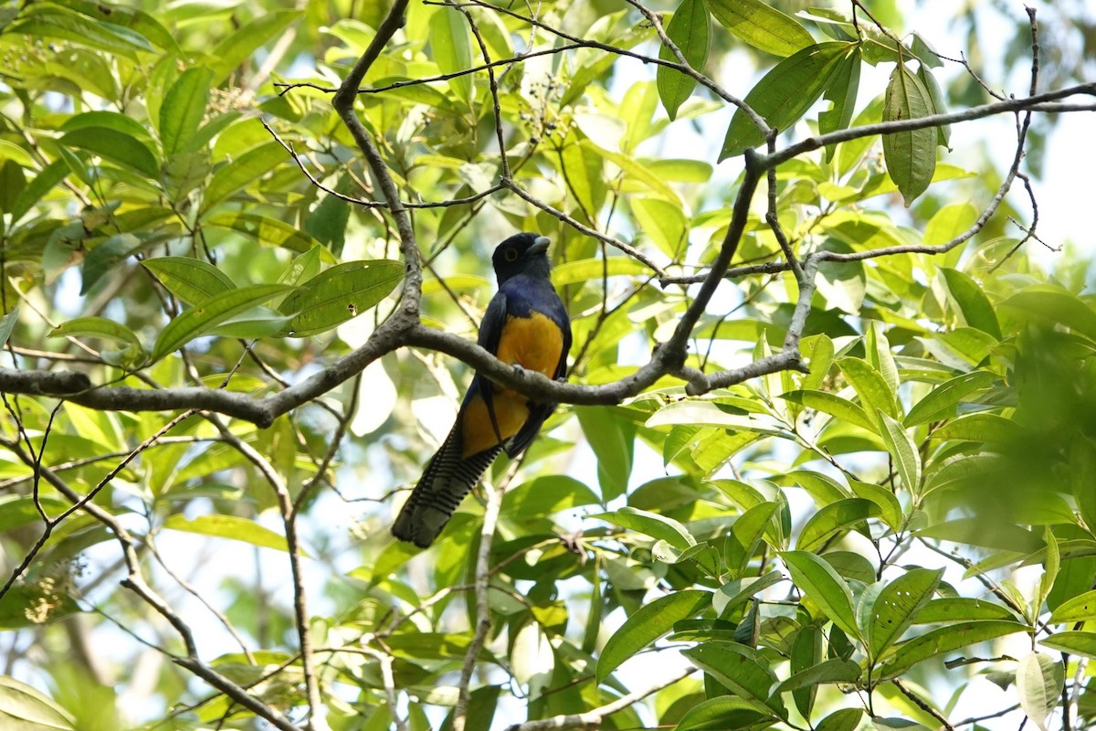 Amazonian Trogon - ML625203178