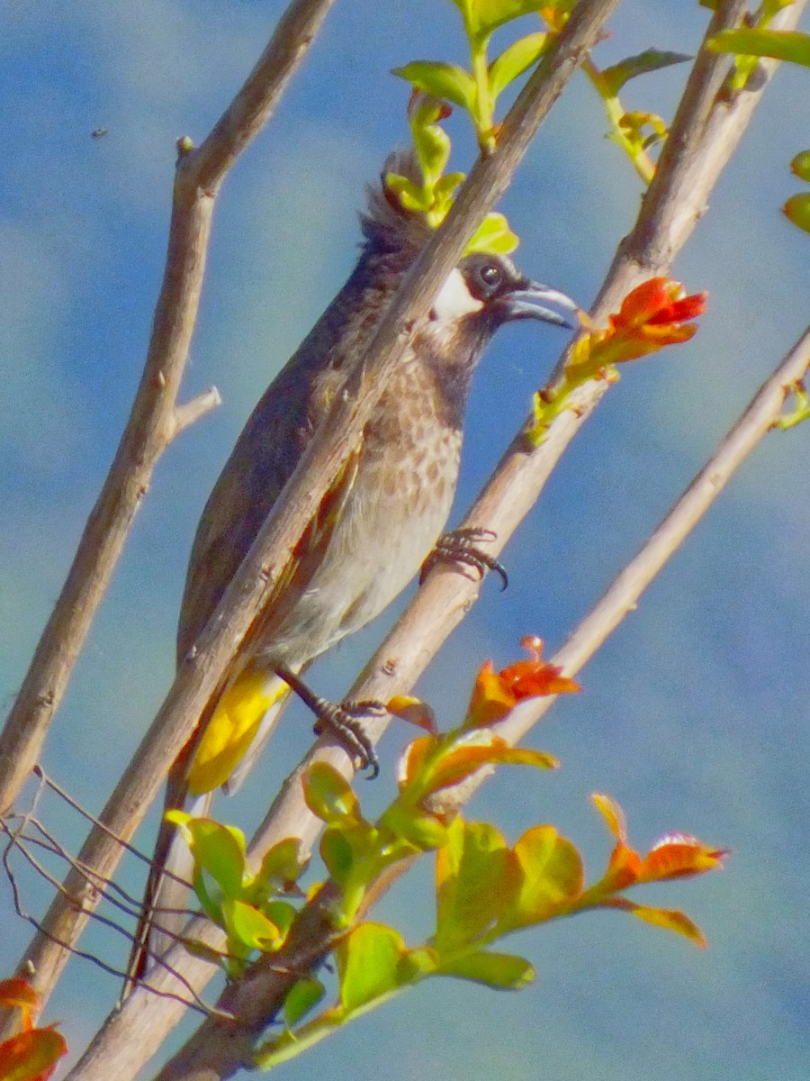 Himalayan Bulbul - ML625203197