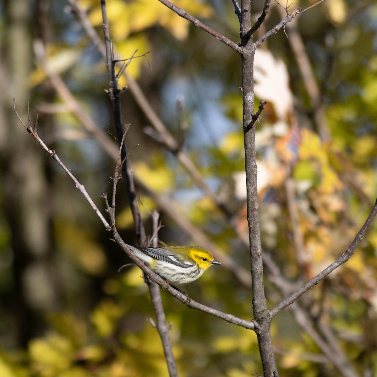 Black-throated Green Warbler - ML625203239