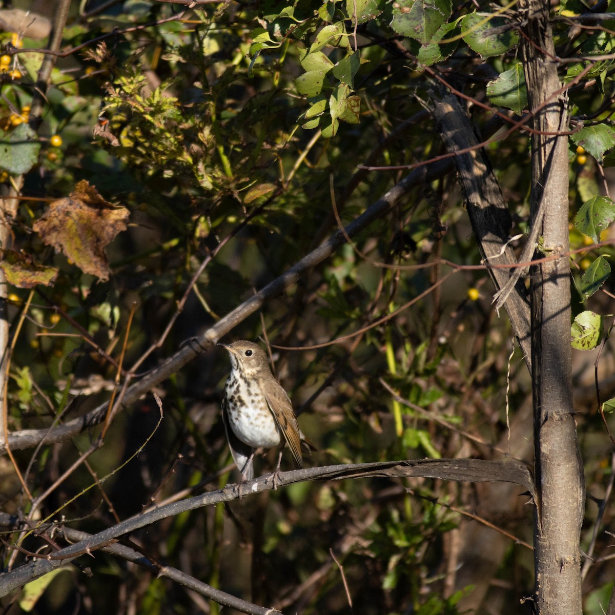 Hermit Thrush - ML625203242