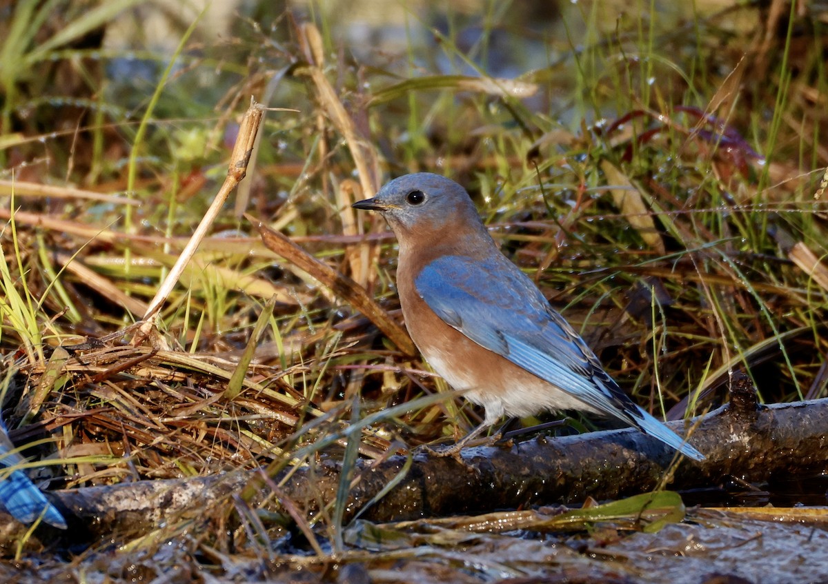 Eastern Bluebird - ML625203251
