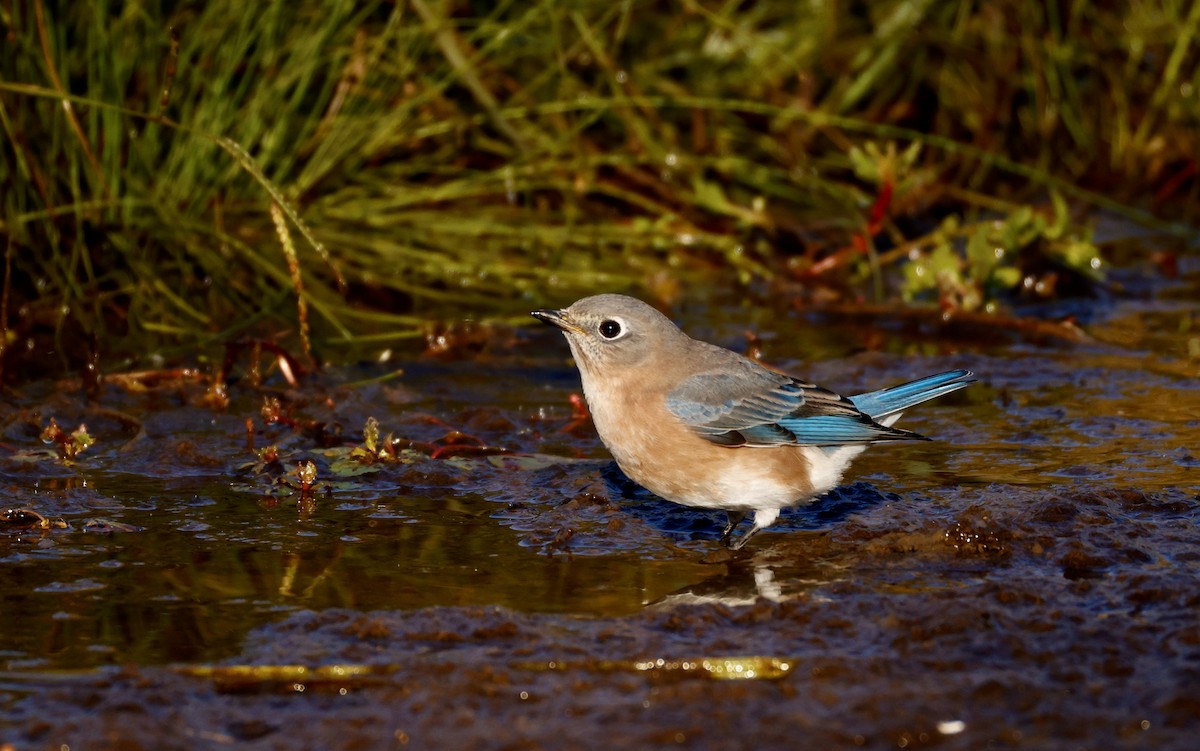 Eastern Bluebird - ML625203252