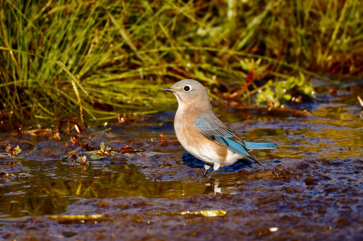 Eastern Bluebird - ML625203253