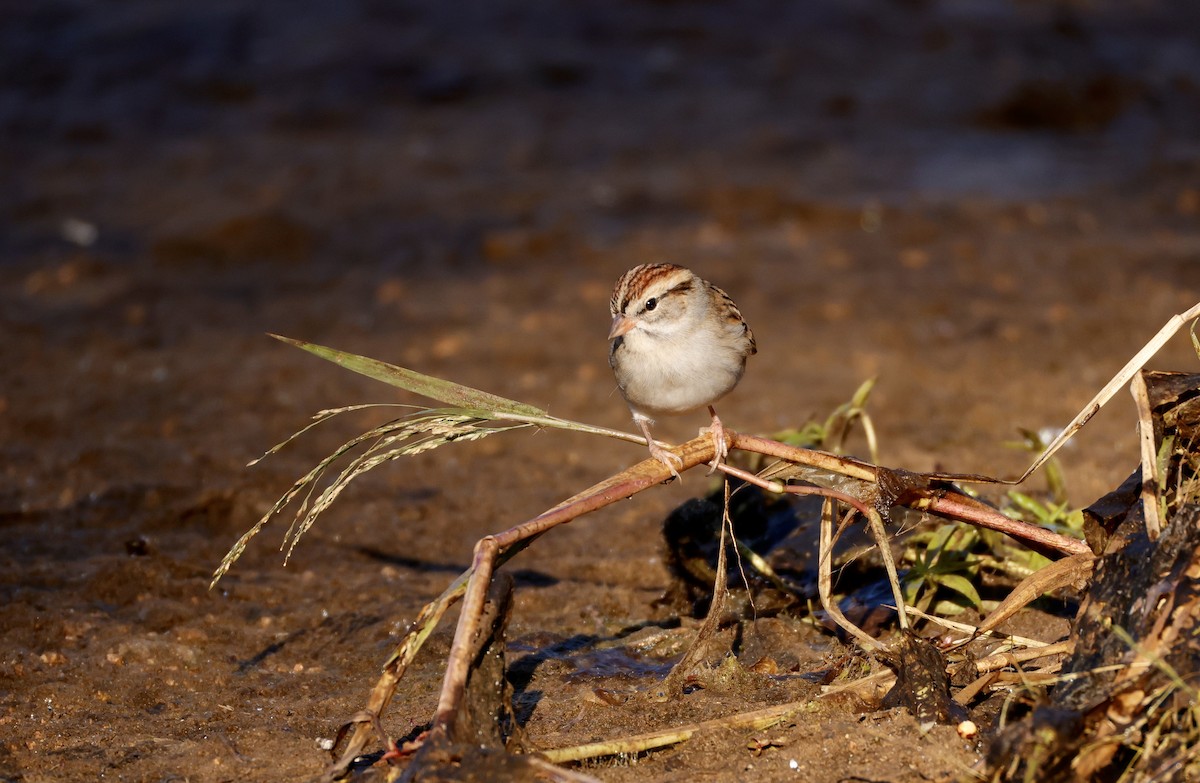 Chipping Sparrow - ML625203258