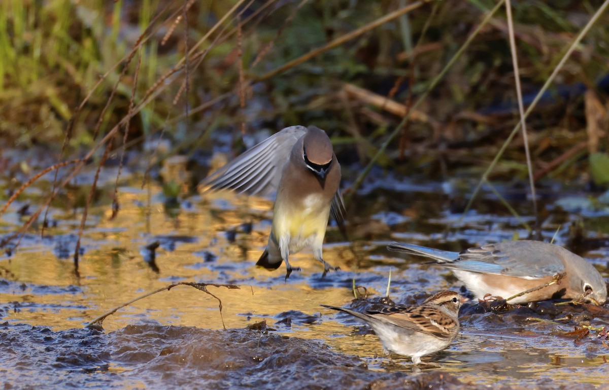 Cedar Waxwing - ML625203262