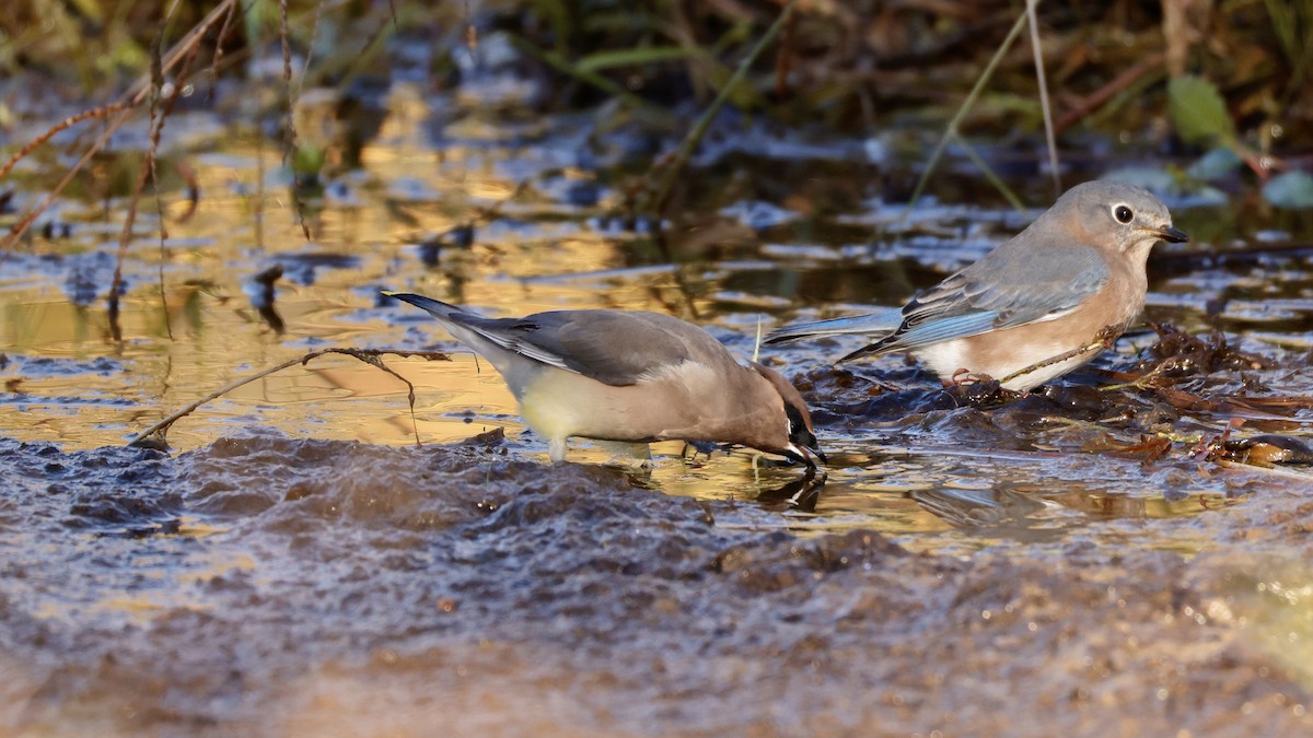 Cedar Waxwing - ML625203263