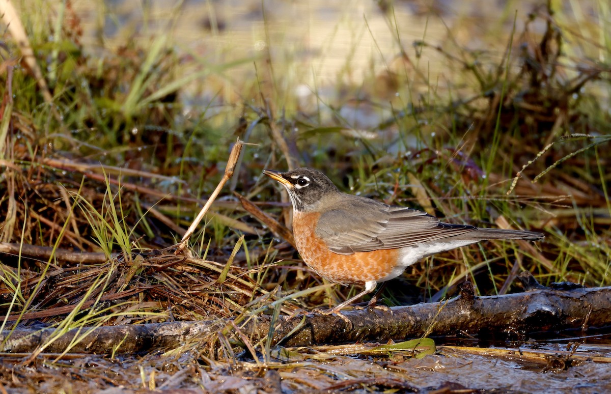 American Robin - ML625203271